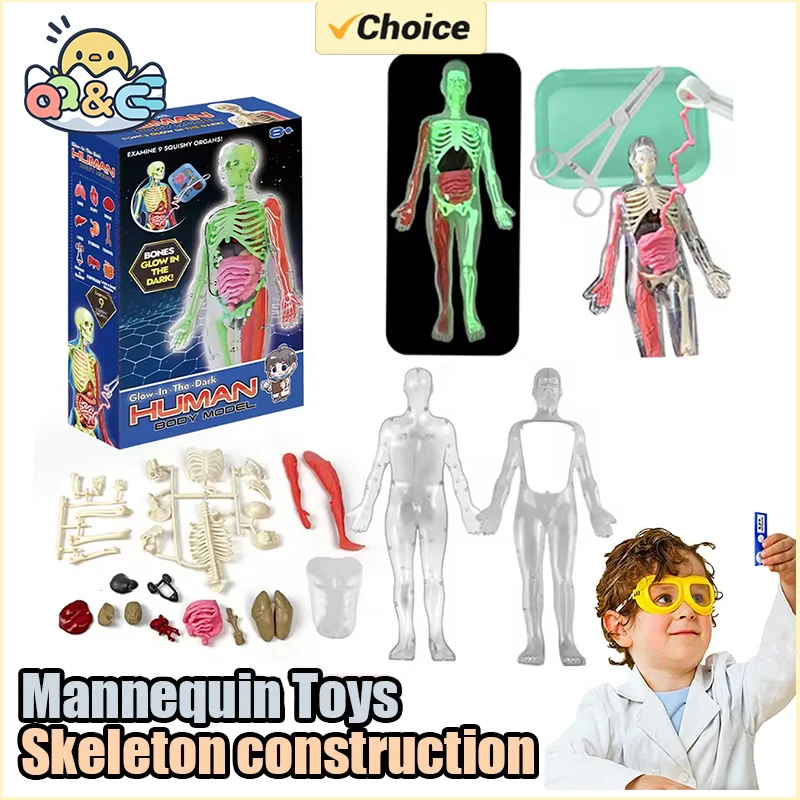 人間の骨格臓器解剖学生物学教育モデルエイズ暗闇で光る人体アセ - Model Kit Fantasy のレビューと価格