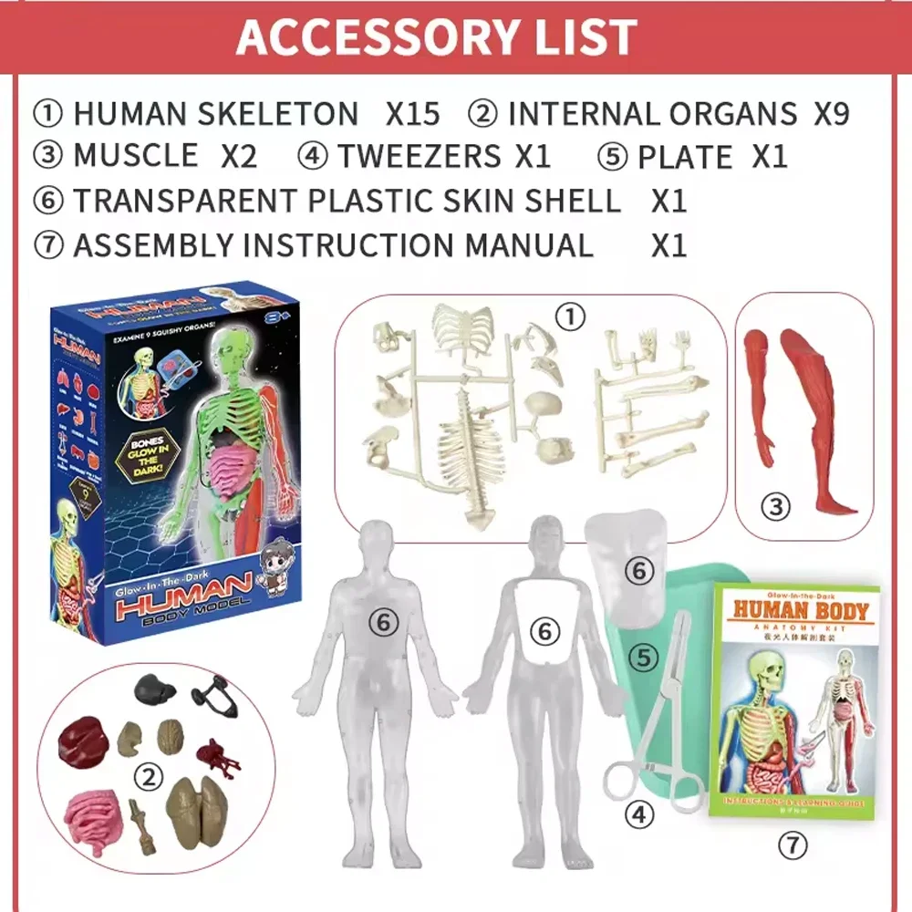 人間の骨格臓器解剖学生物学教育モデルエイズ暗闇で光る人体アセ - Model Kit Fantasy のレビューと価格